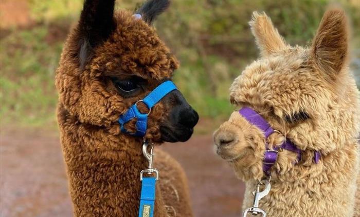 Pembrokeshire Alpaca Trekking
